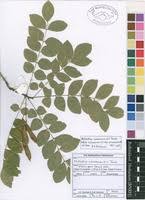 Image result for Millettia usaramensis