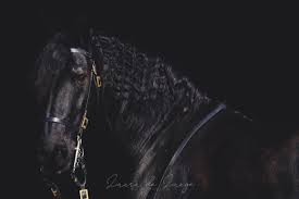 Pin By Szabo Anita On Friz Horse In 2020 Lovak Gyonyoru Lovak