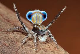 Diese Spinnen Sind Nicht Eklig Sondern Super Schon Webenger Spinne Pfauenspinne Springende Spinne