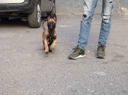 Meilleurs endroit pour vos achats. Malinois Guelma Le Berger Malinois Algerie Facebook