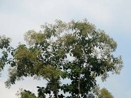 Image result for Cordia alliodora