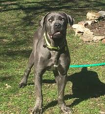 These are reputable and trustworthy breeders. Austin Tx Cane Corso Meet Blue A Pet For Adoption