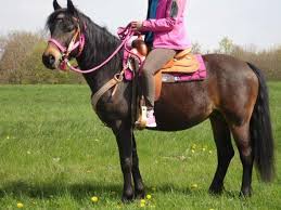 Hinzu kommen die farben der rennställe. Namen Gesucht Fur Wunderschone Freizeit Western Stute Pferde Reiten Namenswahl