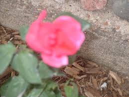 Marka MOSS Obituary (2017)