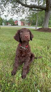 Image result for curly coated retrívr