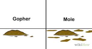 Ways to keep gophers out of your garden. 3 Ways To Get Rid Of Gophers Wikihow