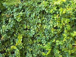 Image result for Ficus pumila