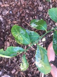 Therefore when used as a rootstock in winter the roots. What S Wrong With My Meyer Lemon Tree Leave Are Crinkly Looking And Have White Stuff Inner Leaves Turning Yellow Been Very Hot Here In San Diego Gardening