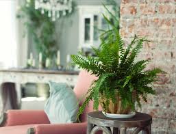 The microbes produce fruiting bodies when not. What To Do About Dusty Looking Mold On The Soil Of Houseplants