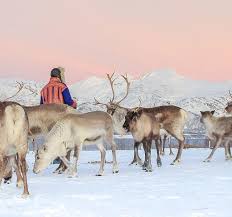 We also invite guests to take part of our daily life! Tromso Arctic Reindeer Tromso Sami Culture In Tromso