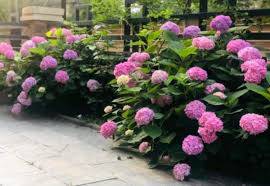 Are you a romantic red rose? What Kind Of Flowers Are Planted At The Gate These 4 Kinds Of Flowers Are Beautiful And Have A Good Meaning Minews