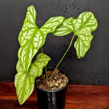 Image result for Cercestis