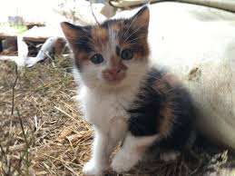 Many people are surprised to learn that. 35 Popular Calico Cat Photos That You Will Love Fallinpets