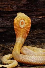 Albino Monocled Cobra Big King Cobra Snake Cobra Snake Snake