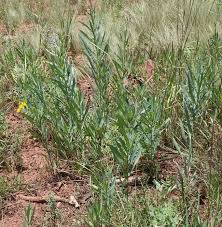 Image result for Lactuca glandulifera