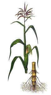 Image result for Zea mays