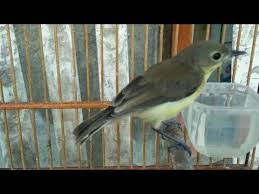Sekarang anda juga dapat mengunduh video download suara burung kenari betina mp4. Suara Kicau Burung Remetuk Laut Betina Download Mp3 Masteran Burung Siur Pikat Youtube