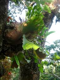 Image result for Entandrophragma delevoyi