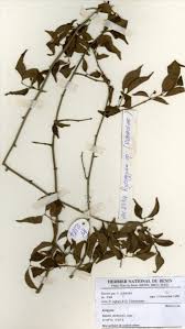 Image result for Rytigynia umbellulata