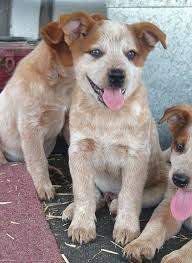 Red australian cattle dog puppies for sale. 3 Male Red Cattle Dog Pups For Stanthorpe Campdraft Facebook