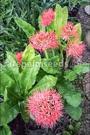 Image result for Scadoxus multiflorus