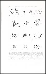 Image result for Streptocarpus hirtinervis