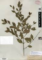 Image result for Pauridiantha