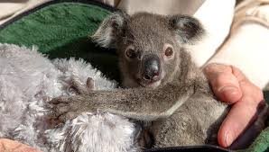 Koala memiliki nama latin phascolarctos cinereus. Hang On Little Koala San Diego Zoo Kids