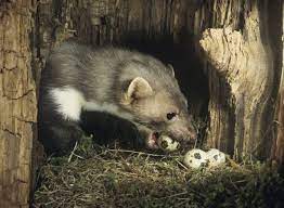 Les méthodes pour s'en débarrasser sont soit la pour se débarrasser d'une fouine dans un poulailler, il faut utiliser un piège à fouine. Piege A Fouine Tout Savoir Pour Se Debarrasser De L Animal Bmfecamps