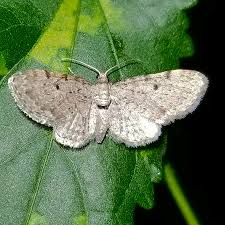 Image result for Eupithecia lanceata