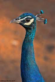 Top 25 Wild Bird Photographs Of The Week July National Geog Animal Photography Wildlife Wildlife Photography National Geographic National Geographic Animals