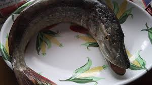 Reduceri de sezon valabil doar 7 zile! Priza De Fabrica CumpÄƒrarea IeftinÄƒ CumpÄƒrare Acum Peste Proaspat De Vanzare Generalpromo Ro