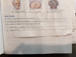 Fullsizerender - 11. Name The Muscle That Subdivides The Ventral Body Cavity.  Diaphragm 12. Which Organ System Would Not Be Represented In Any Of The |  Course Hero