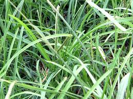 Image result for Eleusine