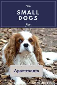 Best Small Dogs For Apartments Best Small Dogs Best Apartment Dogs Best Small Dog Breeds