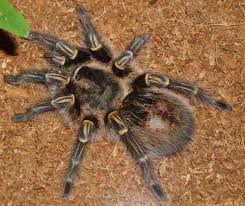 Check spelling or type a new query. Chaco Golden Knee Tarantula