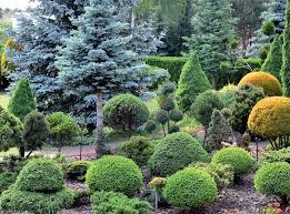 Iglaki Formowane Bonsai Amazing Gardens Plants Garden