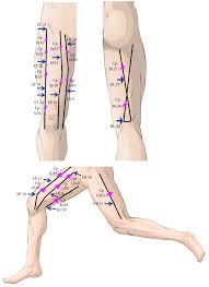 Acupuncture Points And Perforating Cutaneous Vessels Identified Using Infrared Thermography A Cross Sectional Pilot Study