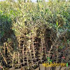 Biz de jürinin oylarına göre. Bodur Arbequina Zeytin Fidani Hepsibahcemden