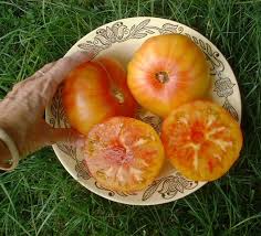 We did not find results for: Growing The Bold Beautiful Pineapple Tomato You Should Grow