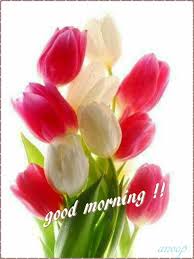 Good Morning Good Morning Flowers Good Morning Cards Good Morning Greetings