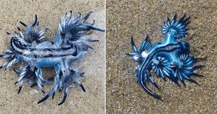 Glaucus atlanticus, o dragão azul do mar. Sphgbx37qr6ium