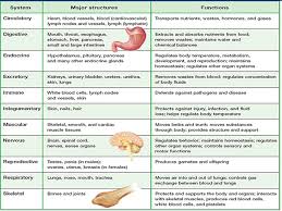 24 problem solving body system functions chart