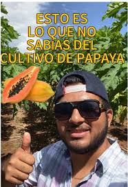Así se ve una papaya en la huerta antes de llegar a tu mesa! 🍈🌿 #pa...