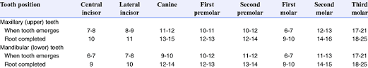 Permanent Teeth Development Chart 32 Download Table