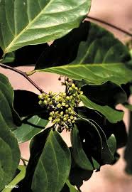 Image result for Salacia orientalis