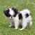 Japanese Chin Shih Tzu Mix