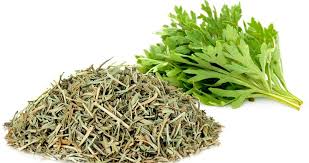 Le jus de framboise serait efficace contre la cystite tandis que la confiture de mûres a servi à soigner le rhume et que le cordial à base de jus de mûre, de sucre, d'épices et de brandy. Armoise Annuelle Origine Bienfaits Et Vertus