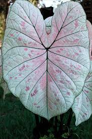 Caladium Bulbs Rare Debutante Fancy Leaf Lot Of 10 Bulbs Rare Flowers Bonsai Flower Flower Seeds