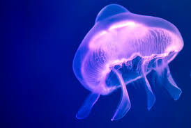 Five Common Types Of Jellyfish Found In The Gulf Of Mexico 30a